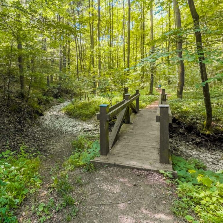 Waldkindergarten "Hattendorfer Hasenbande"
