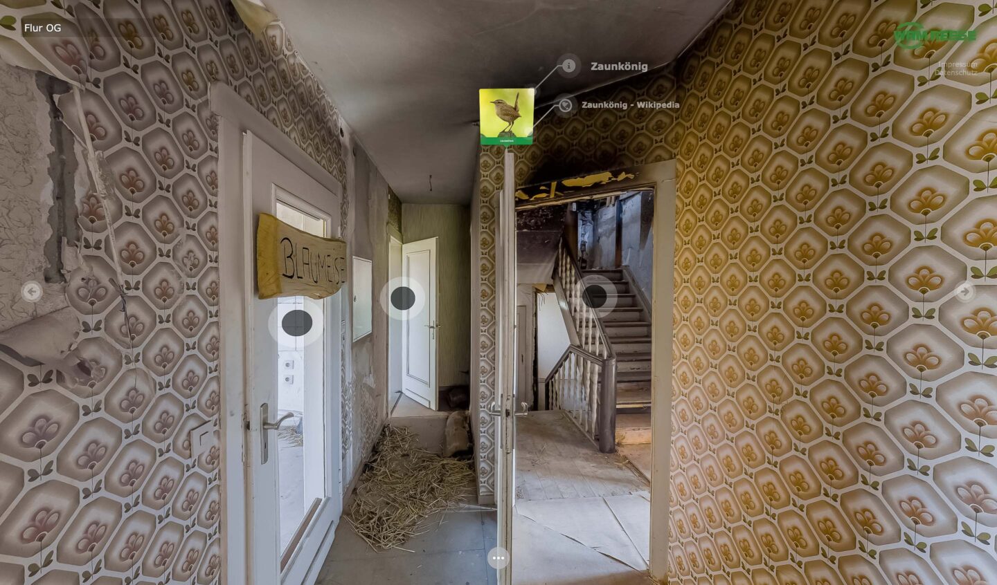 Der Zaunkönig im Artenschutzhaus Stemmen